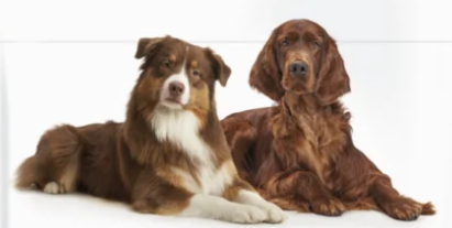 Furaje pentru animale – Alimentatie completa pentru crestere si productivitate 2 Captura de ecran 2025 02 27 143421