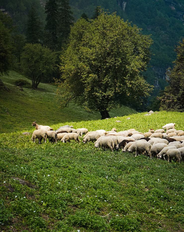 Hrana pentru animale: sanatate si randament crescut 7 image 3
