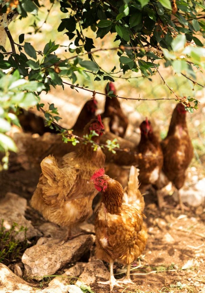 Hrana pentru animale: sanatate si randament crescut 3 image